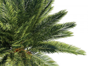 Date palm FBX - OBJ - MAX Modello 3D