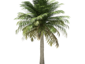 More than 70 types of palm trees Modelo 3D
