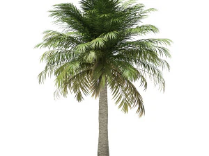 More than 70 types of palm trees 3D Model