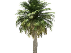 More than 70 types of palm trees 3D Model