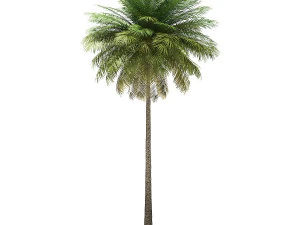 More than 70 types of palm trees 3D Model