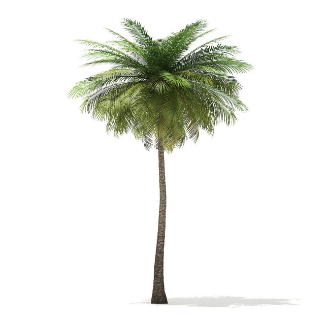 More than 70 types of palm trees 3D Model in Tree 3DExport