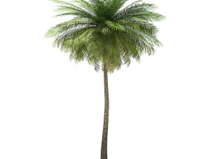 More than 70 types of palm trees 3D Model