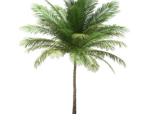 More than 70 types of palm trees 3D Model