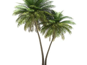 More than 70 types of palm trees 3D Model