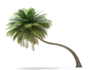 More than 70 types of palm trees 3D Model