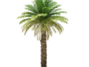 More than 70 types of palm trees 3D Model
