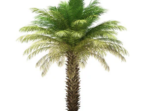 More than 70 types of palm trees 3D Model