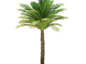 More than 70 types of palm trees 3D Model