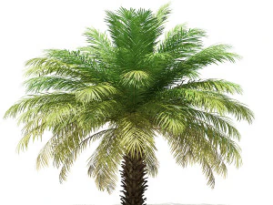 More than 70 types of palm trees 3D Model