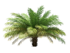 More than 70 types of palm trees Modelo 3D
