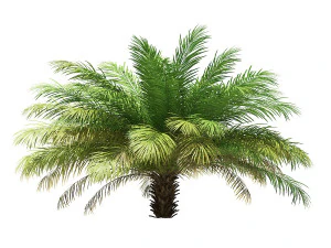 More than 70 types of palm trees 3D Model