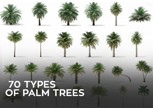 More than 70 types of palm trees Modelo 3D .c4d .max .obj .3ds .fbx .stl .blend 