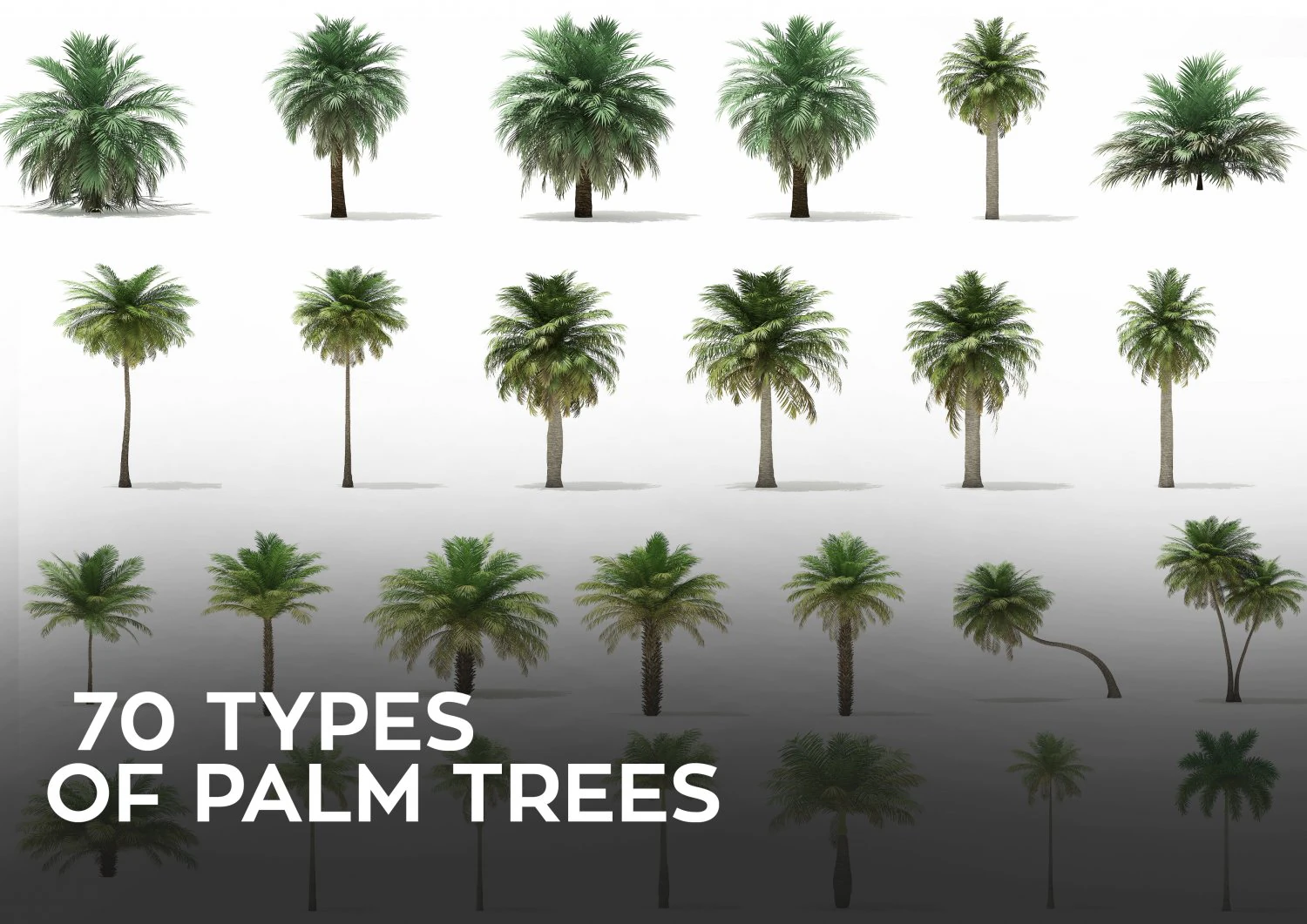 More than 70 types of palm trees 3D Model .c4d .max .obj .3ds .fbx .stl .blend 