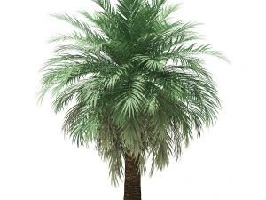 More than 70 types of palm trees 3D Model