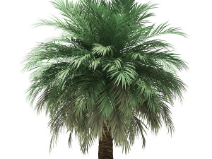 More than 70 types of palm trees Modelo 3D
