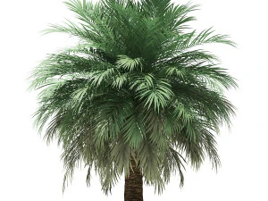 More than 70 types of palm trees 3D Model