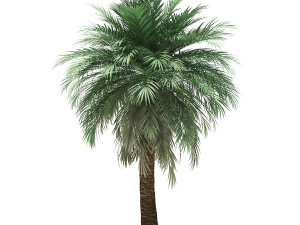 More than 70 types of palm trees Modelo 3D