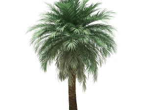 More than 70 types of palm trees 3D Model