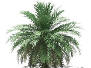 More than 70 types of palm trees 3D Model