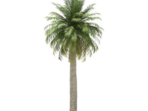 More than 70 types of palm trees Modelo 3D