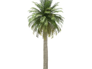 More than 70 types of palm trees 3D Model