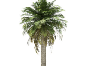 More than 70 types of palm trees Modelo 3D