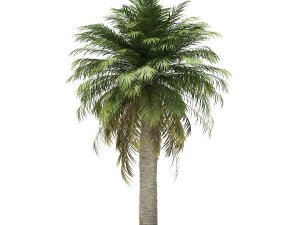 More than 70 types of palm trees 3D Model