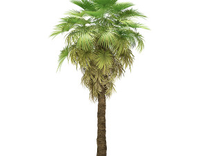 More than 70 types of palm trees Modelo 3D