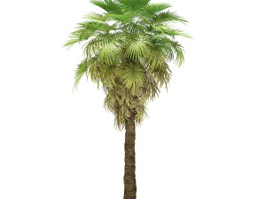 More than 70 types of palm trees 3D Model