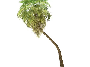 More than 70 types of palm trees 3D Model
