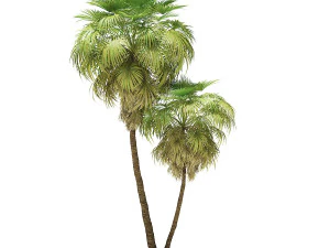 More than 70 types of palm trees 3D Model