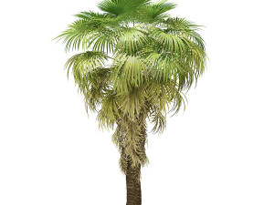 More than 70 types of palm trees Modelo 3D