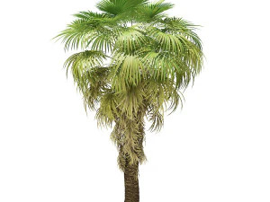 More than 70 types of palm trees 3D Model