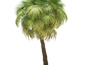 More than 70 types of palm trees 3D Model