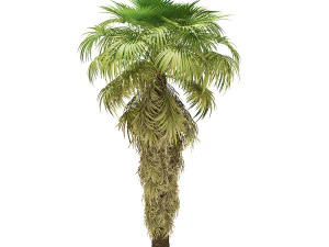 More than 70 types of palm trees 3D Model