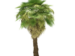 More than 70 types of palm trees Modelo 3D