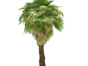 More than 70 types of palm trees 3D Model