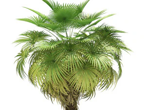 More than 70 types of palm trees 3D Model