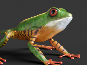 High-quality frog model rigging 3D Model
