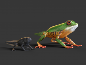 High-quality frog model rigging 3D मॉडल