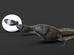 High-quality frog model rigging 3D मॉडल