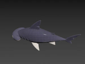 Character072 Bonnet Head Shark 3D Model