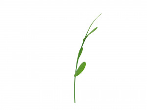 Prop027 Plant 3D 模型