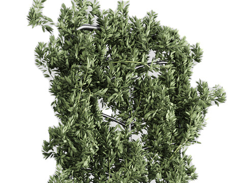 Botanical Planter 3D Модель