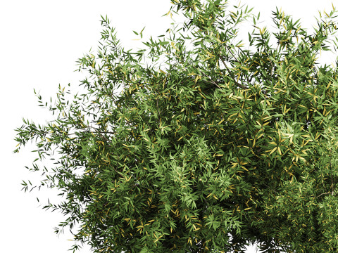 Natural Topiary Bush 3D Model