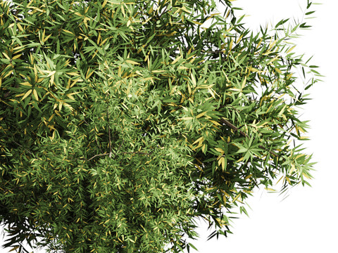 Natural Topiary Bush 3D Model
