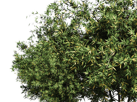 Natural Topiary Bush 3D Model