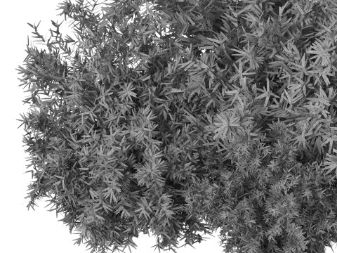 Natural Topiary Bush 3D Model