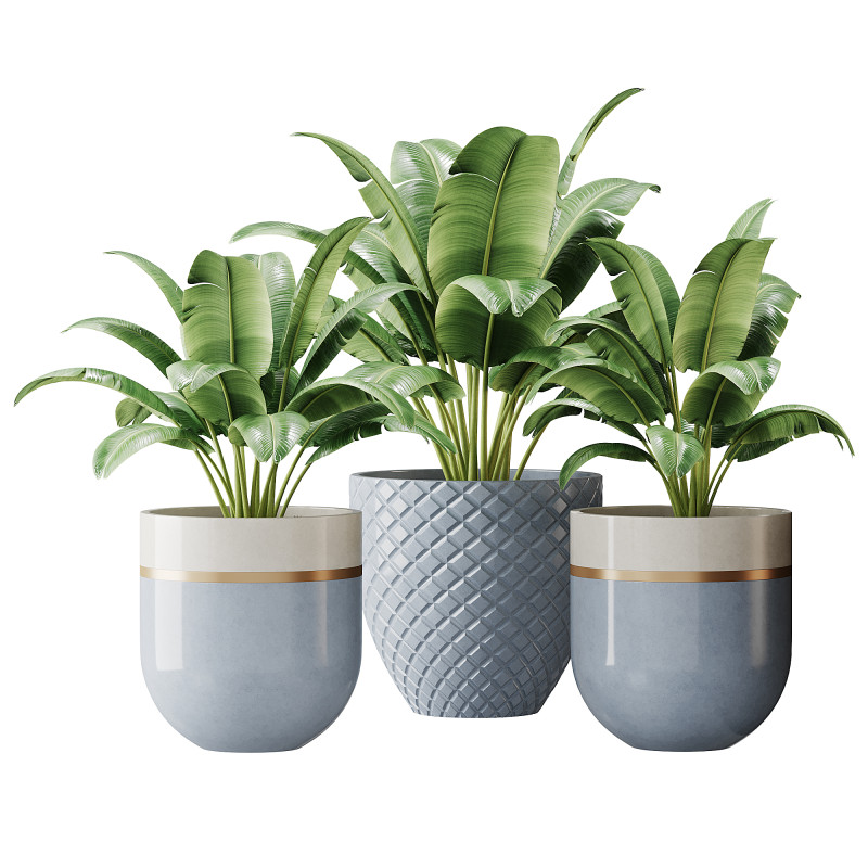 Spathiphyllum wallisii flower 3D Model .c4d .max .obj .3ds .fbx .stl .blend 